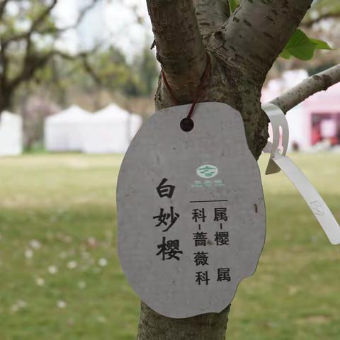 樱花品种（二）