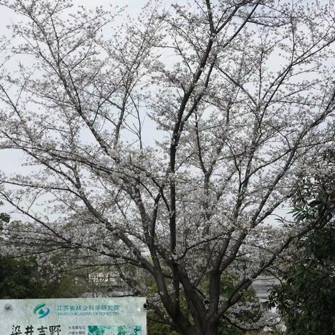 樱花品种（一）