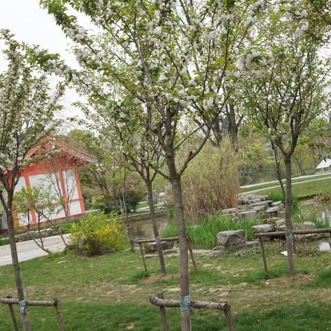 樱花品种（三）