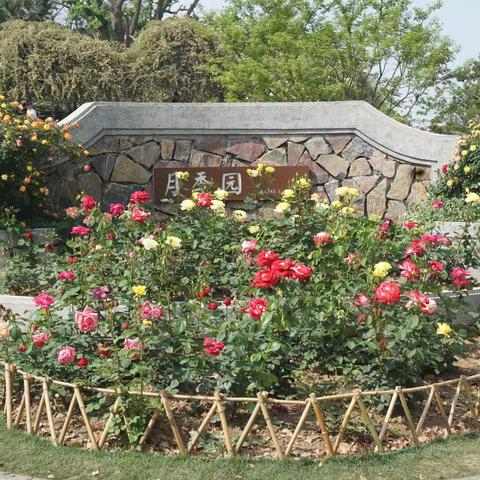 玄武湖公园月季园