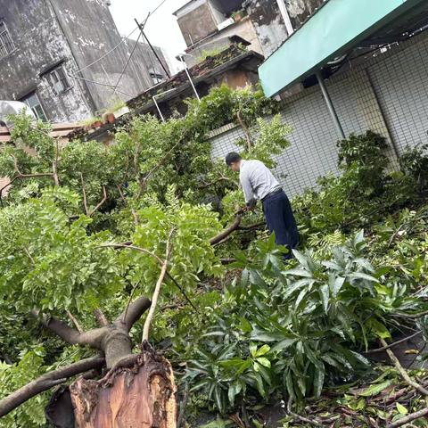 台风“桦加沙”过后，校园齐心焕新颜