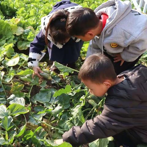 【劳动教育】趣事一“萝”筐，萝卜丰收啦——新区实验学校教育集团幼儿园部劳动教育之萝卜收获记