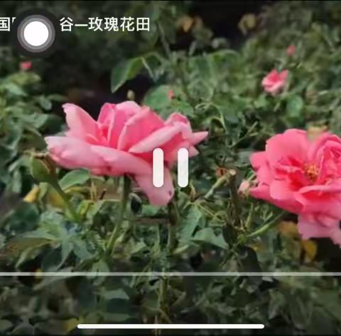 玫瑰谷打卡---光大三亚旅居基地出行活动