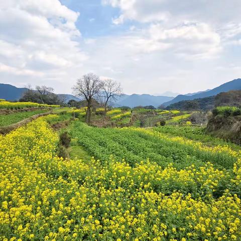 江西江岭婺源油菜花