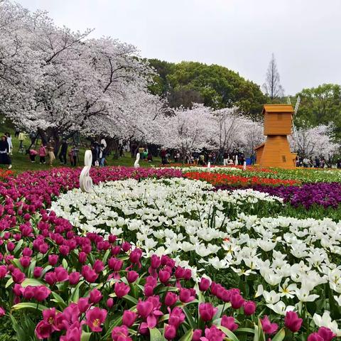 2026上方山百花节