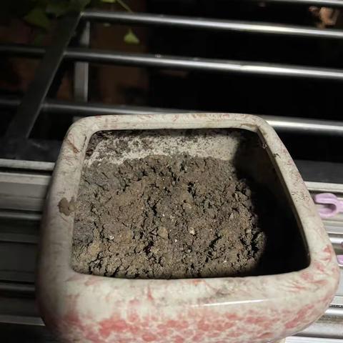 凤仙花观察日记