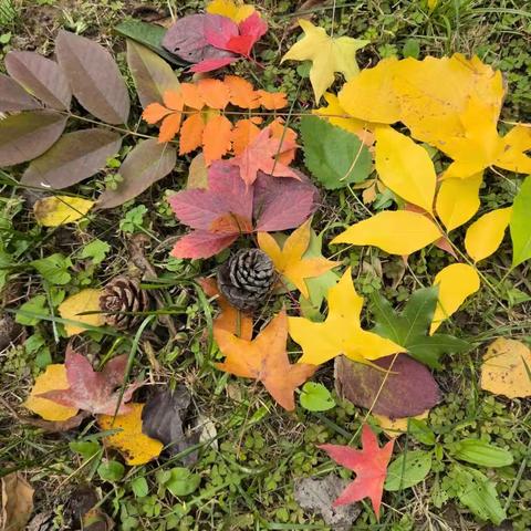 🍃🍁多彩的树叶 ——大二班班本课程故事