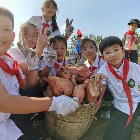 在“薯”与你的秋天，一起思“薯”生乐吧——胜利花苑中学开展秋收劳动实践活动