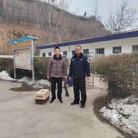 淳化县成功救护了国家二级保护动物雕鸮
