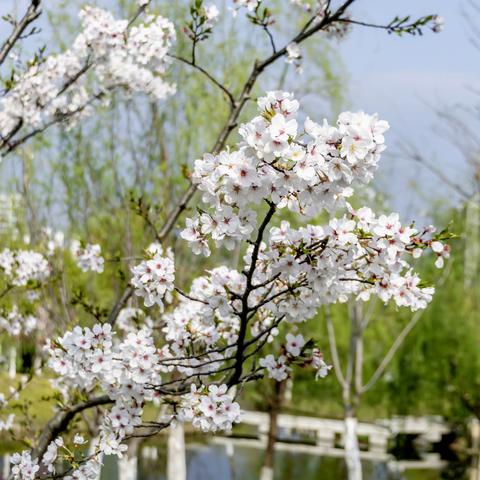 桃花湖的桃花开了