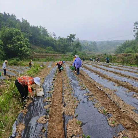 抢跑“春天里”——吴河乡高质量抓好春季产业发展