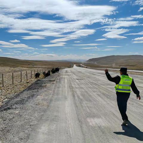 推进路域环境整治消除牲畜上路隐患