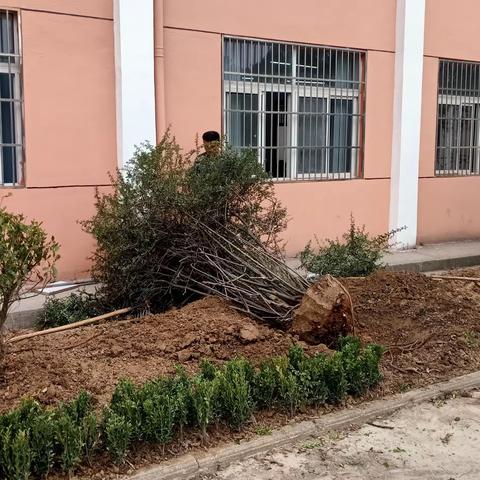 春暖花开日  绿化正当时——永林小学校园绿化进行中