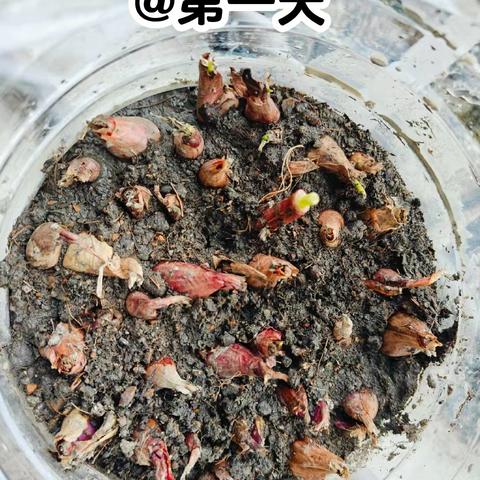 叶诗绮-《小葱成长记》