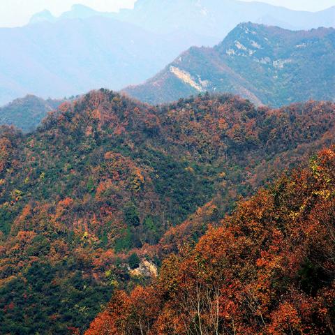 万山红遍迎客至 深秋造访西沟村