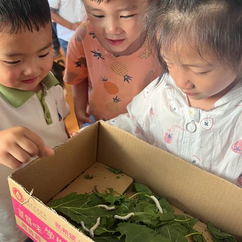 【园本课程】养“蚕”日记——回龙镇中心幼儿园课程故事