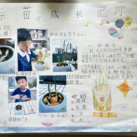 蒜苗成长记