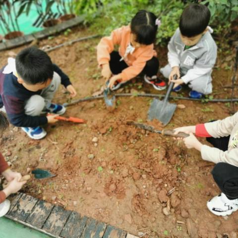 大三班 种植蔬菜