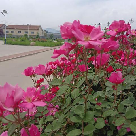 济南市莱芜区牛泉镇西牛泉村系列报道之七——花季