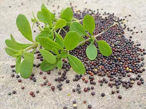 【共生·劳动】太平小学生长劳动课程———植物真有趣，小种子大奥秘