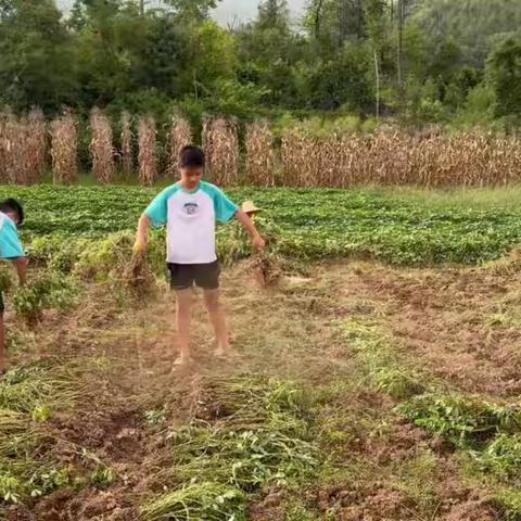 大家好我是715班姚建辰 八月花生田：泥土间的丰收乐章