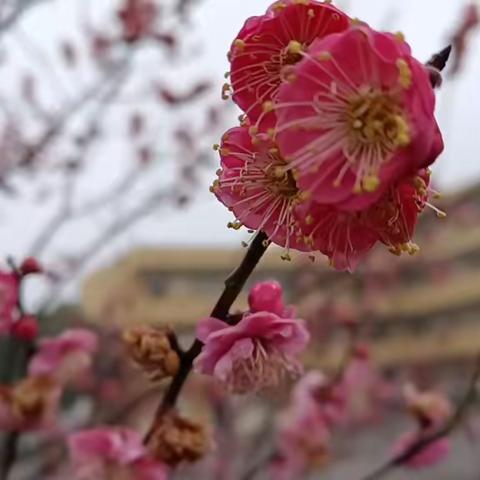 别样的红包 温暖师生的心田——三华小学教育集团浮山校区春季学期开学典礼