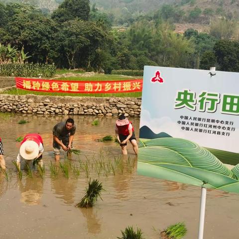 文化惠民润人心  绘就乡村振兴新图景——人民银行昆明中支开展送文化到基层系列活动