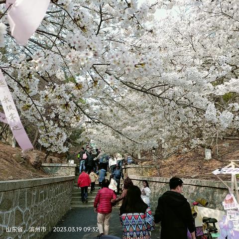 3月，不负春光不负卿，待到樱花浪漫时