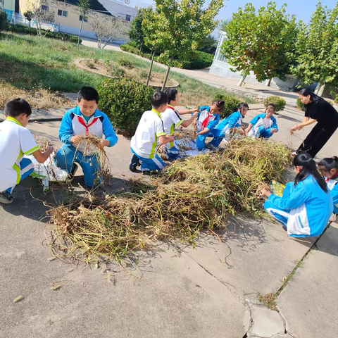 【劳动教育】粒粒花生情 浓浓秋收乐—莱阳市山前店中心初级中学劳动实践基地花生收获记