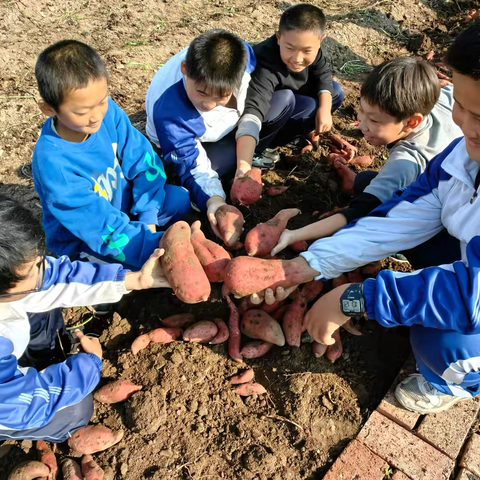 【全环境立德树人】劳动结硕果 基地喜丰收——莱阳市山前店中心初级中学开展收获地瓜和芋头劳动教育活动