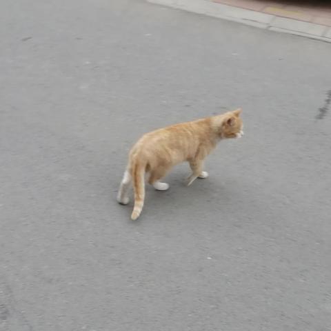 吃“百家饭”的小橘猫