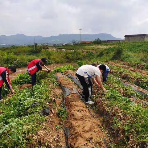 郑城镇恩美楼完小开展田间劳动实践活动