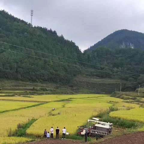 绥阳镇：“四快四早”打好秋收秋种“主动仗”