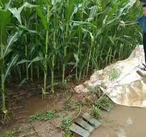 抓好农田积水排涝 确保秋粮稳产丰收