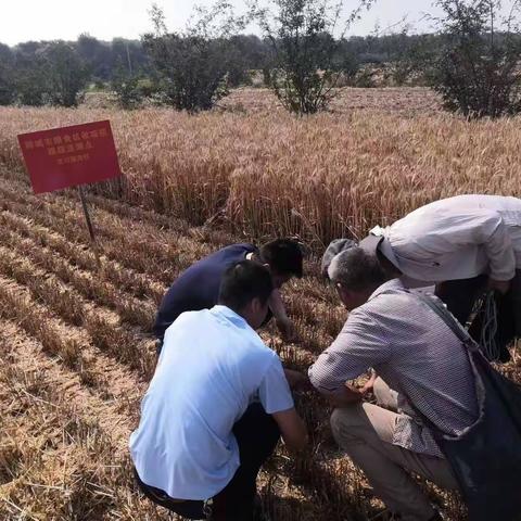 韩城市农业农村局6月14日工作动态