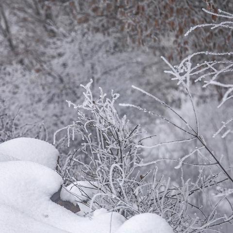 洛宁小界林场雪景