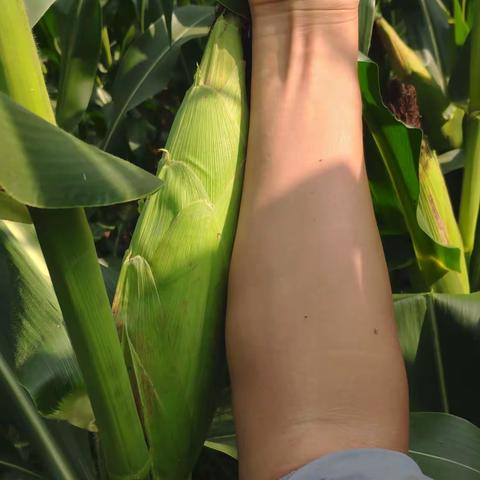 蛇年迎春，金苑玉822给您拜年啦！金苑玉822，红轴大穗，抗锈完美！