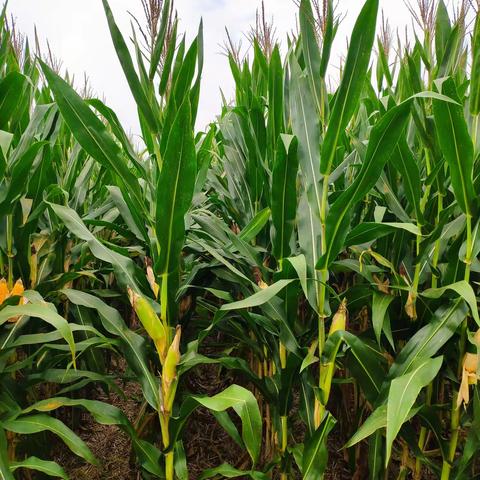 【郑原玉878】六大突出优势 助力增产增收