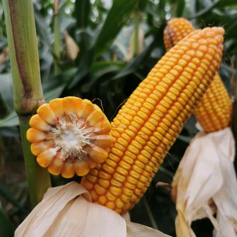 矮密抗优 郑原玉626||祝您新春愉快，阖家欢乐！