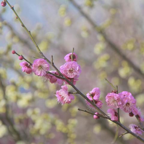 梅 花 香 自 苦 寒 来