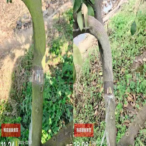 果园青苔反复治不住？专利格苔速来帮忙！