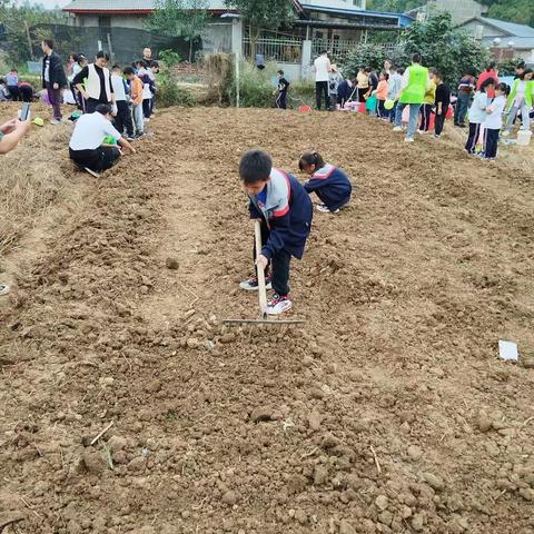 “品秋耕之趣 享播种之乐” 安州区沙汀实验小学三年级六班劳动实践活动