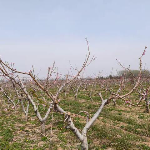 4.1焦村桃基地、路东葡萄大树基地检查通报