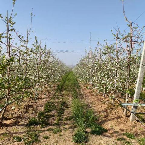 4.8焦村乔沟苹果基地检查督导