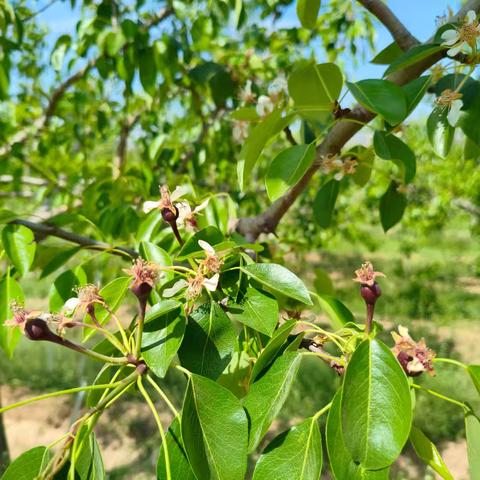 4.15西留红梨基地督导检查