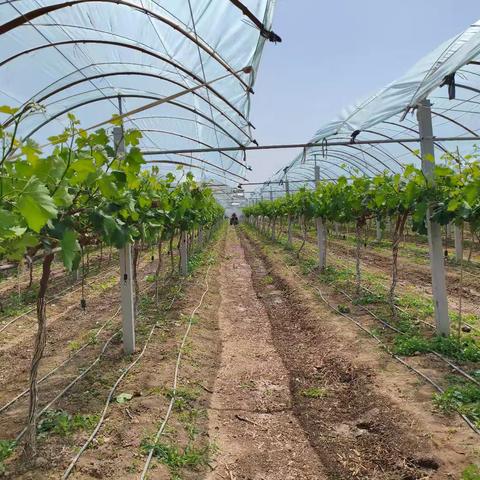 5.9桃园、葡萄园督查检查情况汇报