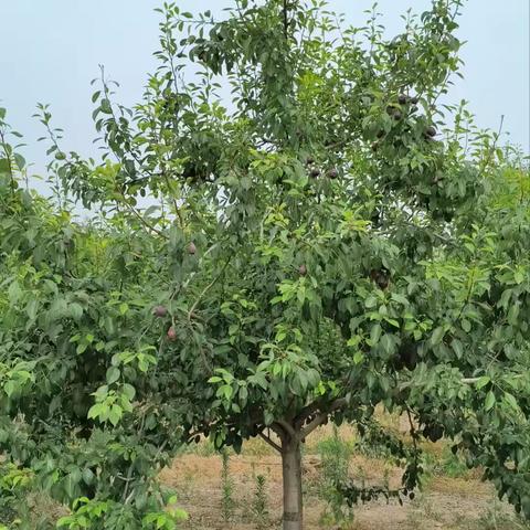 5.27去西留红梨和五亩坡头基地督查情况