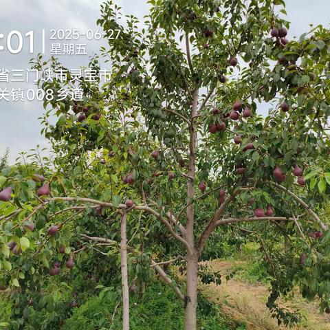 6月27号西留红梨基地检查