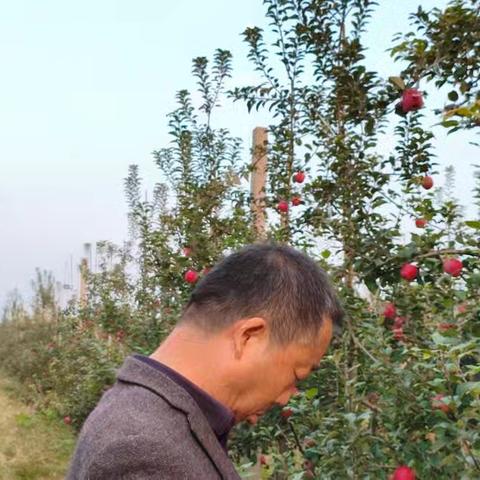12.2焦村瑞香红苹果调查