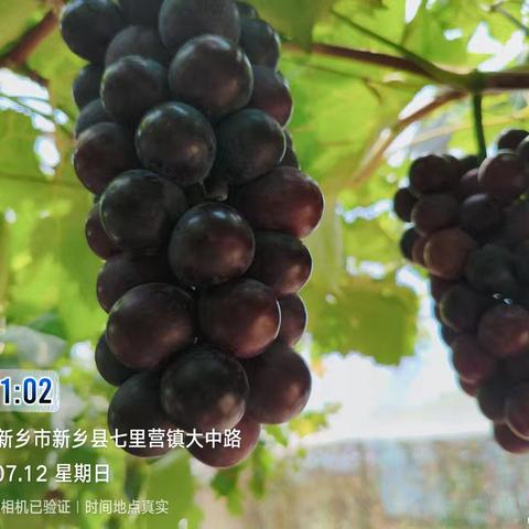 葡萄新优品种一一中葡12考察小记